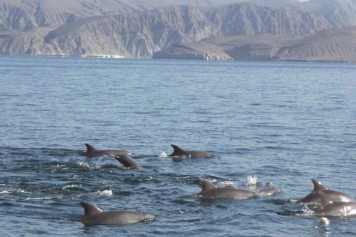 Dolphin Watching Cruise from Muscat – Half-Day Dolphin & Whale Tour photo 4
