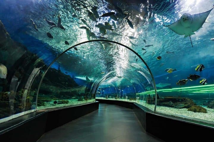 Dubai Aquarium & Underwater Zoo: Inside the 10-Million-Litre Marine World photo 1