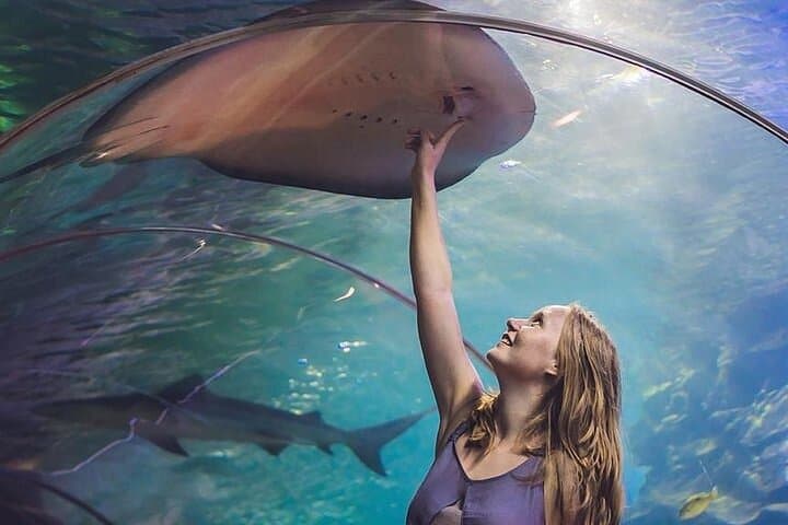 Dubai Aquarium & Underwater Zoo: Inside the 10-Million-Litre Marine World photo 3