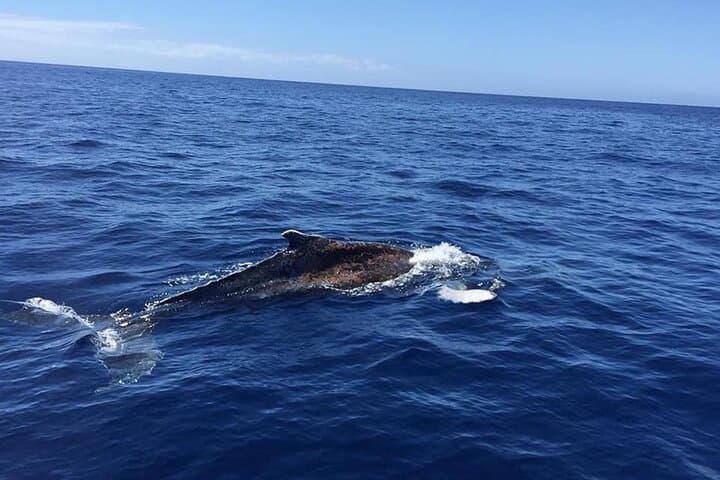 Close-Up Dolphin and Whale Watching in La Restinga, El Hierro photo 3