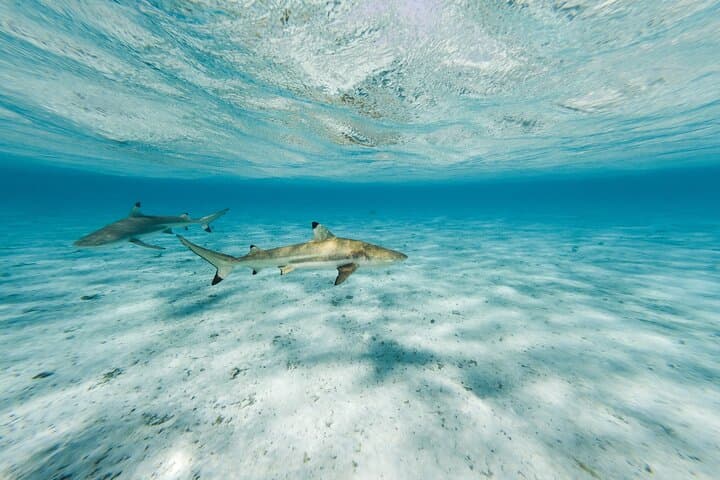 Bora Bora Private Half-Day Lagoon Tour: Snorkel with Rays & Blacktip Sharks photo 6