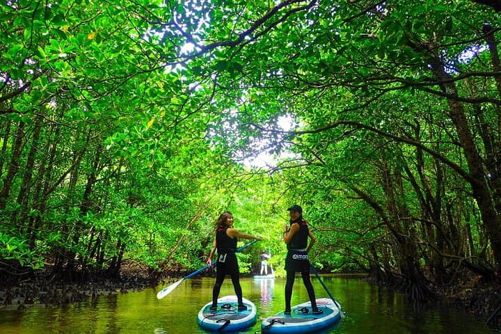Iriomote Mangrove SUP & Canoe Tour — Paddle the Mangrove Rivers of Iriomote photo 4