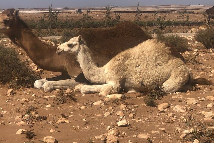 Camel Riding Agadir: Eucalyptus Trails & Souss Massa Wildlife Experience photo 4