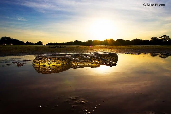 3-Day Pantanal Wildlife Safari from Cuiabá — Jaguars, Birds & Lodge Stay