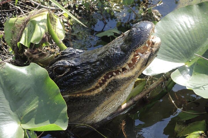Private River of Grass Everglades Airboat Adventure from Miami