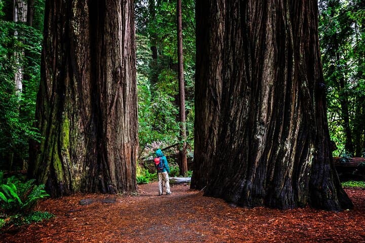 Redwoods and Russian River Wine Day Trip from San Francisco photo 4