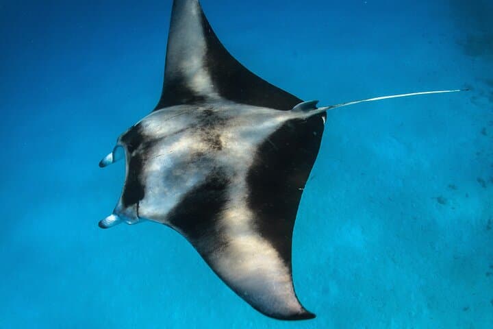 Turtle Town Snorkel in Wailea — Snorkel with Sea Turtles + Free Photos photo 6