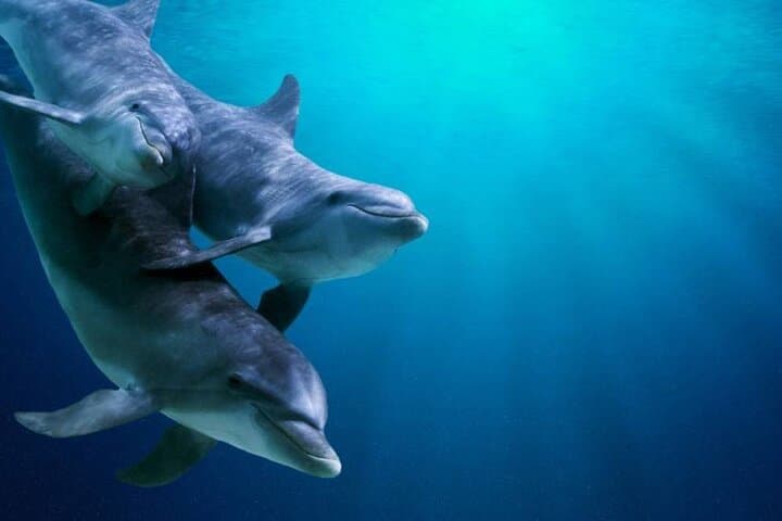 Marsa Alam Snorkeling & Dolphin Swim at Dolphin House (Day Trip) photo 4