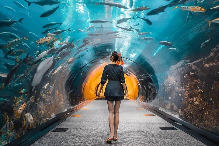 Dubai Aquarium & Underwater Zoo: Inside the 10-Million-Litre Marine World photo 4