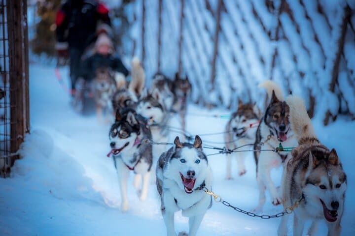 Rovaniemi Arctic Animals Combo: Reindeer Driving & Husky Safari