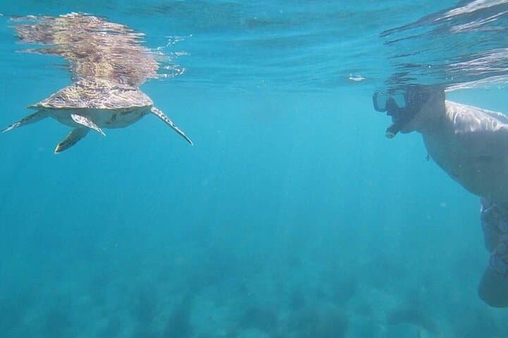 San Juan Snorkel with Sea Turtles — Videos & Gear Included photo 3