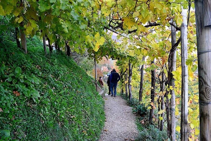 Private Prosecco Wine Tasting Day Trip from Venice with Lunch photo 3