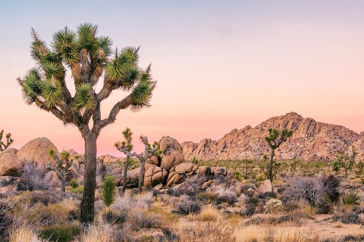 Self-Guided Audio Drive Through Joshua Tree National Park photo 4