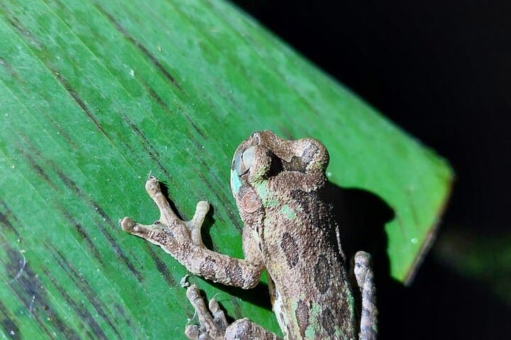 Twilight Tortilla Class & Frog-Watching Near La Fortuna — Night Rainforest Experience photo 6