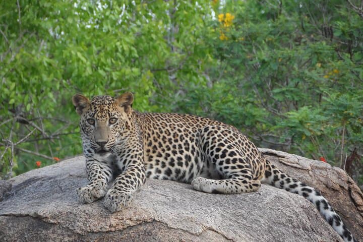 Full-Day Yala Safari: Leopard, Elephant & Birdwatching in Sri Lanka photo 3
