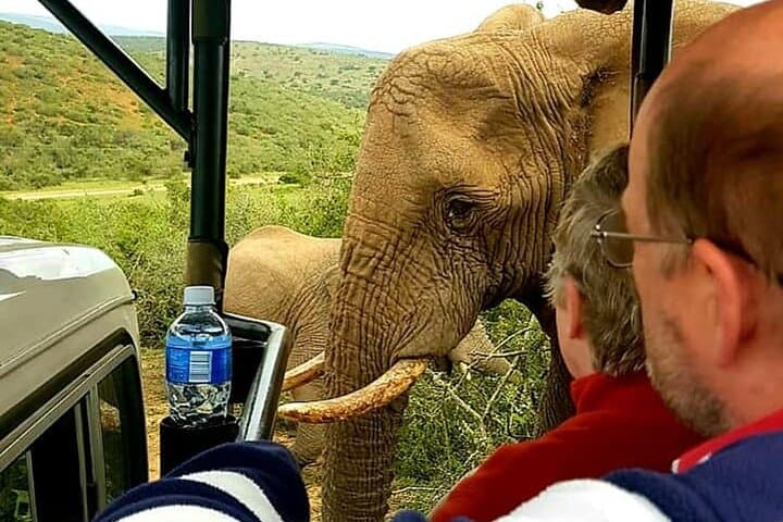 Port Elizabeth Half-Day Private Game Reserve Safari - Big Five & Traditional Lunch photo 2