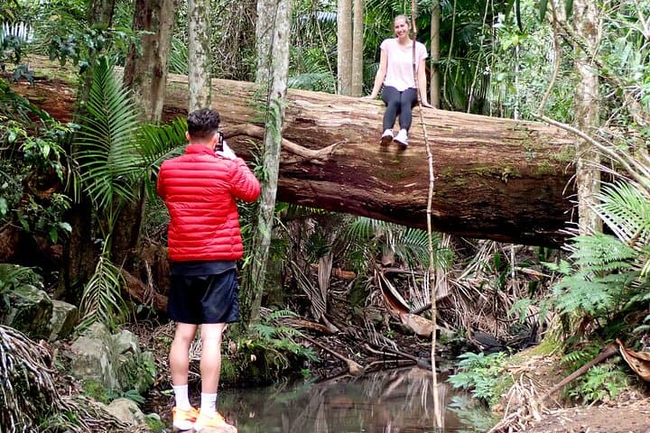 Maiala Rainforest Tour: Mount Glorious Guided Rainforest Walk & Waterfall Picnic photo 6