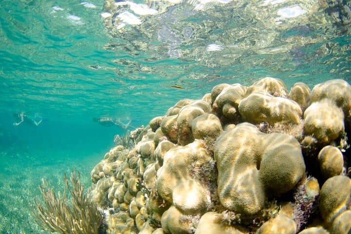 Snorkel Puerto Morelos: Guided Reef Tour to the Mesoamerican Barrier
