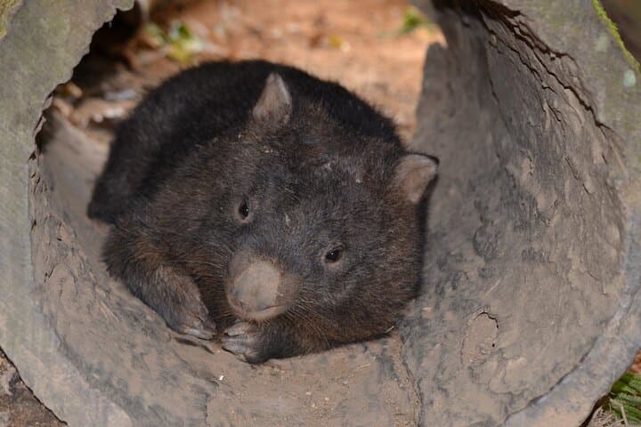 kuranda-wildlife-deluxe-multi-attraction-pass-visit-koalas-butterflies-and-aviary photo 6
