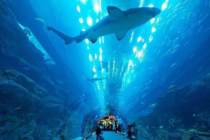 Inside Dubai Aquarium and Underwater Zoo: Tunnel Walk, Marine Life & Visitor Tips photo 2