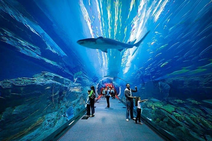 Inside Dubai Aquarium and Underwater Zoo: Tunnel Walk, Marine Life & Visitor Tips photo 1