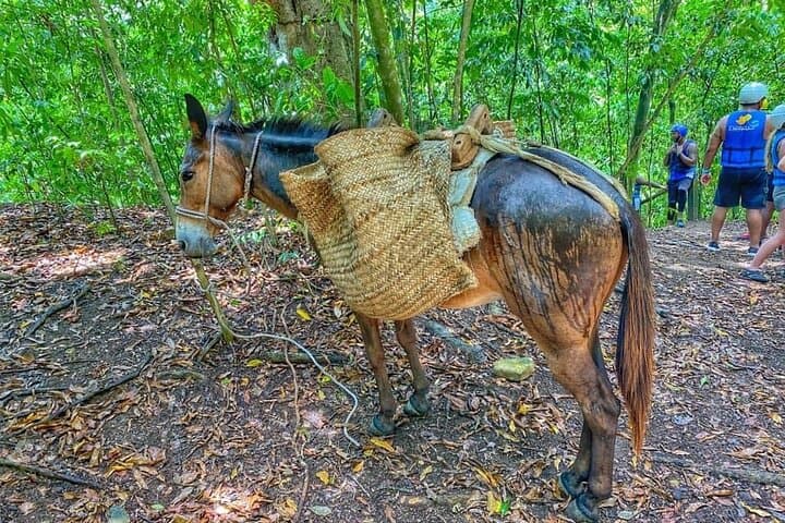 Damajagua 7 Waterfalls: A Practical Guide from Amber Cove & Taino Bay photo 6