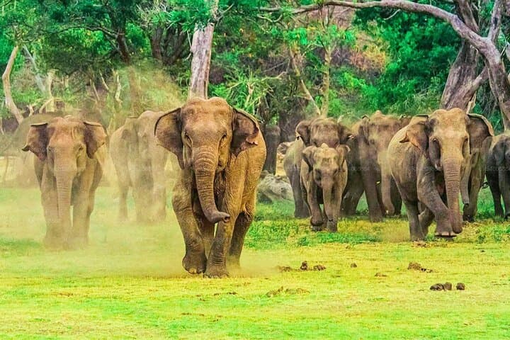 Udawalawe Safari & Elephant Transit Home: Private Day Trip from Weligama