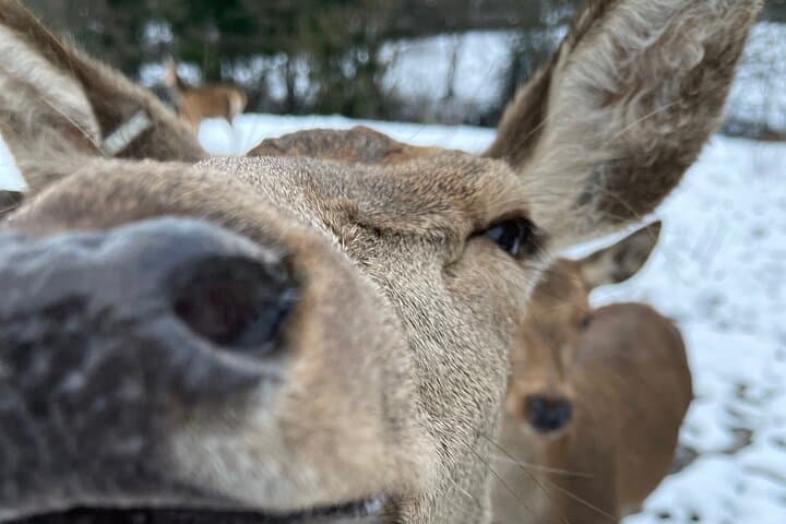 Private Deer Park Tour in Leek — Photograph Red & Fallow Deer
