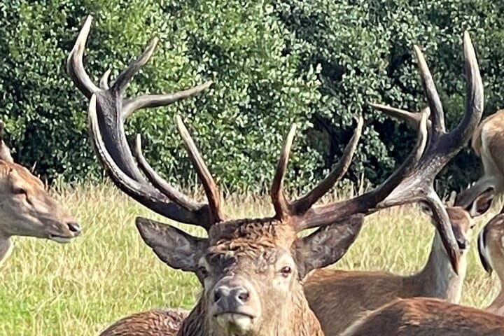Private Deer Park Tour in Leek — Photograph Red & Fallow Deer photo 5