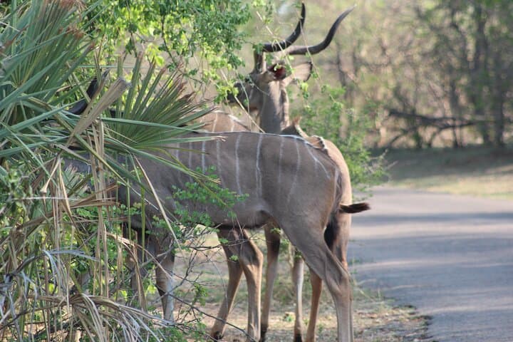 2-Day Camping Safari in Chobe National Park from Victoria Falls photo 4