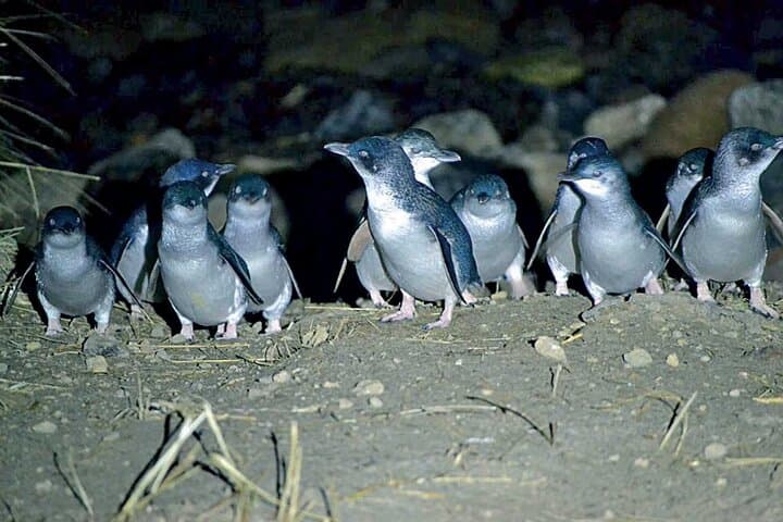 Guided Evening Blue Penguin Viewing on Otago Peninsula, Dunedin photo 2