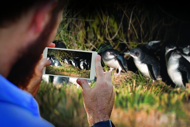 Guided Evening Blue Penguin Viewing on Otago Peninsula, Dunedin