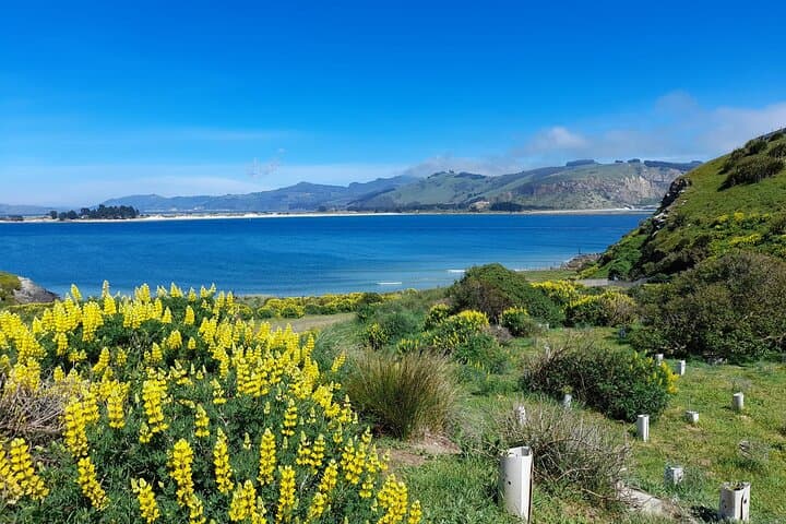 Guided Evening Blue Penguin Viewing on Otago Peninsula, Dunedin photo 5