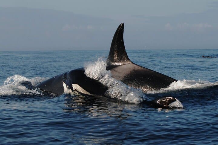 5-Day Vancouver Multiactivity Adventure: Capilano, Whale Watching & Harbour Cruise photo 3