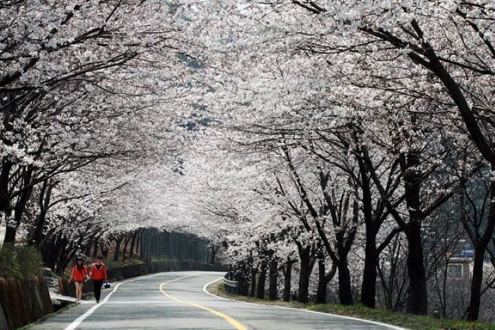 Hadong & Gwangyang Cherry Blossom and Green Tea Fields Private Day Tour from Busan photo 2