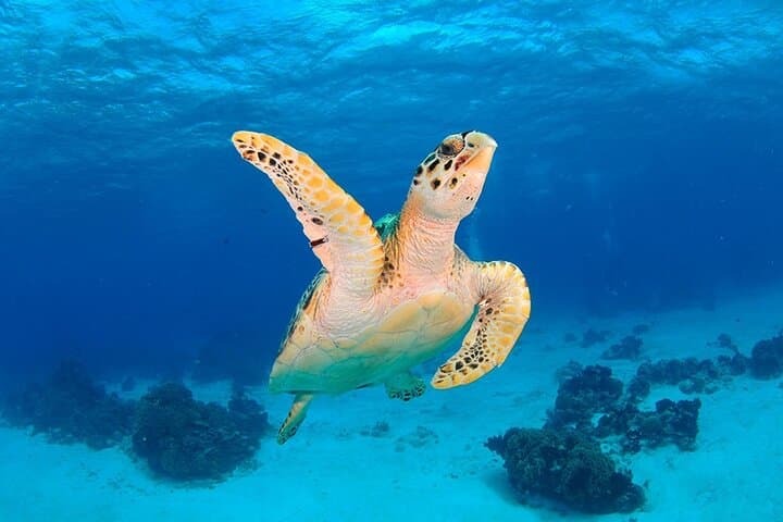 Discover Scuba Diving in Búzios: João Fernandes Reef Intro Dive photo 3