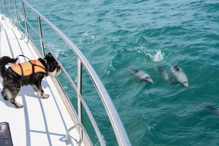 Akaroa Harbour Dolphin Cruise: Hector's Dolphins, Penguins & Seals photo 4
