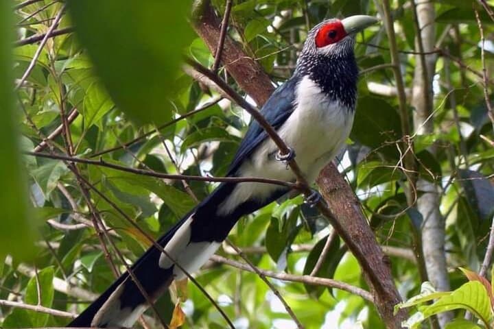 Sinharaja Rain Forest Bird Watching: Private Guided Tour to Sri Lanka's Endemics photo 2