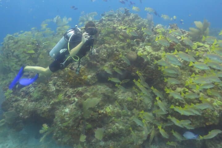 First-Time Scuba in Cancun: MUSA & Mesoamerican Reef Beginner Dive photo 6