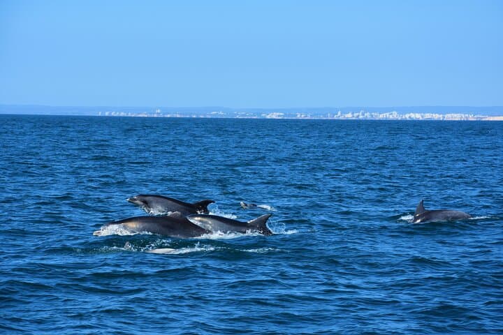 Benagil Caves and Dolphin-Watching Cruise from Albufeira photo 4