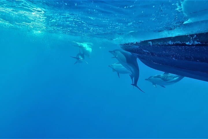 Benagil Caves and Dolphin-Watching Cruise from Albufeira photo 6