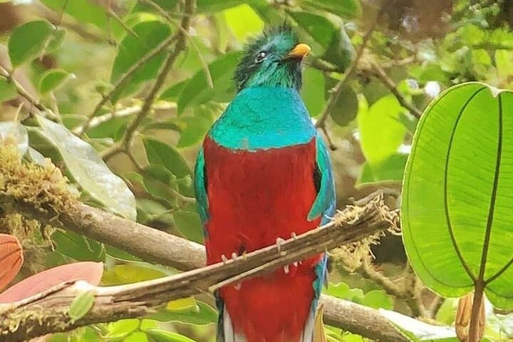 Guided Walk in Monteverde Cloud Forest Reserve: 3-Hour Birding & Nature Tour