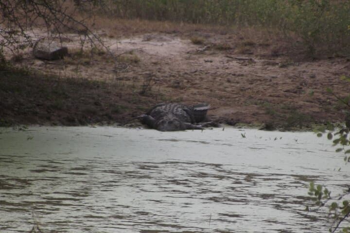 Full-Day Yala Safari: Leopard, Elephant & Birdwatching in Sri Lanka photo 6