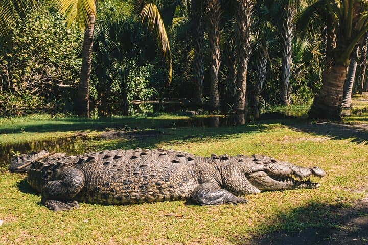 Turtle Release at Escobilla Sanctuary and Crocodile Mangrove Tour in Ventanilla photo 4
