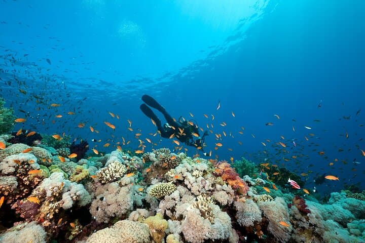 Panglao Scuba: Bohol Dive Courses and Discover Scuba Day Trips photo 4