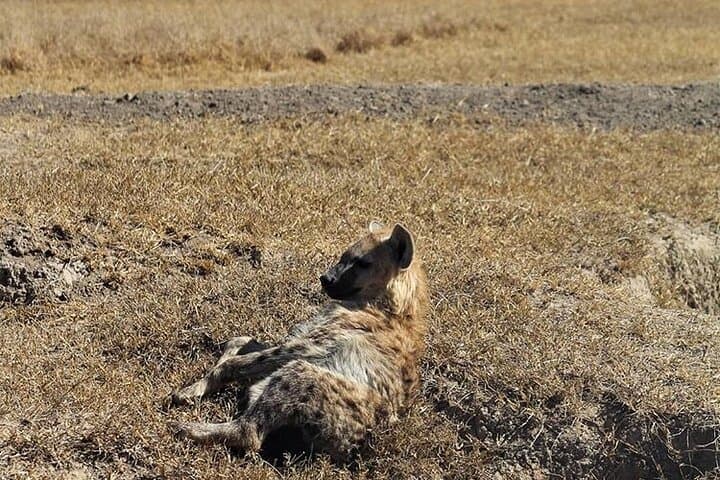 3-Day Tsavo East & Amboseli Safari from Diani Beach — Elephants, Lions & Kilimanjaro Views photo 4