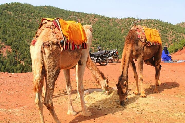 Atlas Mountains Camel Ride Day Trip from Marrakech — Imlil, Three Valleys & Waterfalls