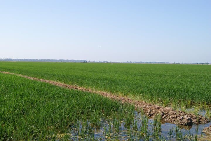 Self-Guided Bike Tour Around Doñana from Seville: Ride Marshes, Pines & Roman Ruins photo 4