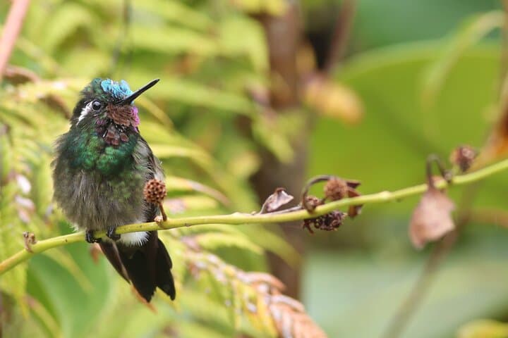 Guided Walk in Monteverde Cloud Forest Reserve: 3-Hour Birding & Nature Tour photo 3