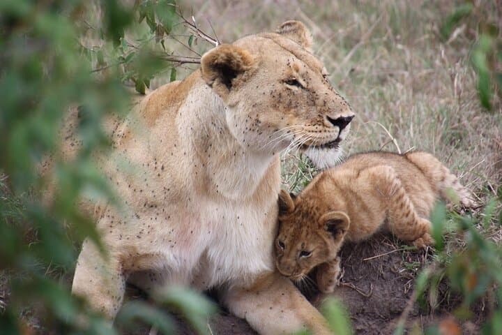 3-Day Tsavo East & Amboseli Safari from Diani Beach — Elephants, Lions & Kilimanjaro Views